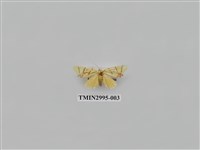 藏品(夜蛾495)的圖片